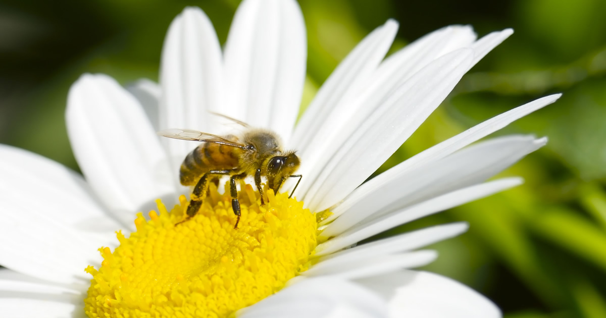 花粉交配用ミツバチ 基礎知識 間室養蜂場 花粉交配用ミツバチ販売専門店